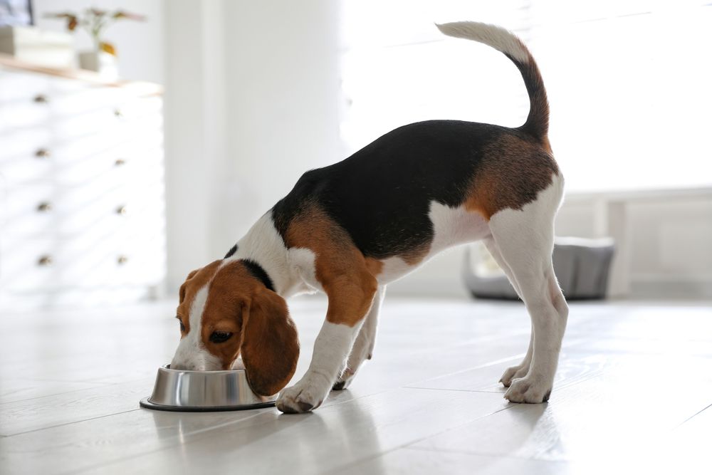 small dog eating a nutritious meal