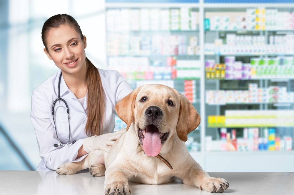 labrador at the vet getting a microchip put in