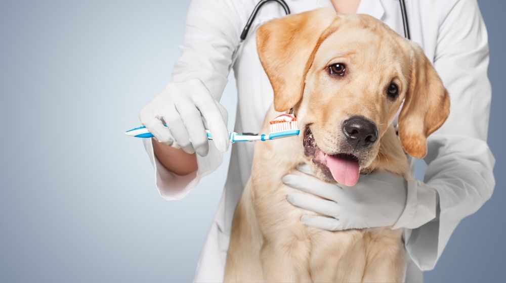 The Ultimate Guide to Pet Dental Care in Washington