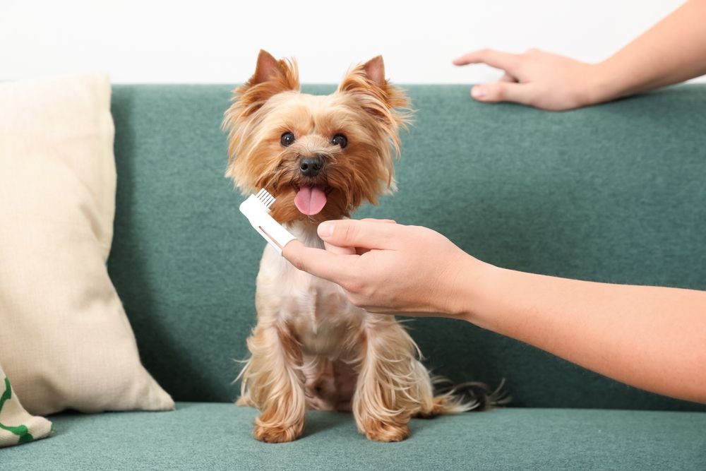 The Benefits of Getting Your Dog’s Teeth Cleaned