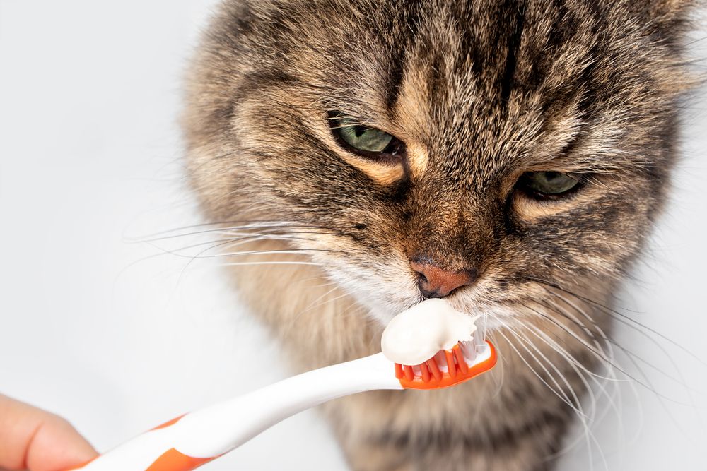 Senior Pet Dental Care: Addressing Oral Health Challenges in Aging Animals