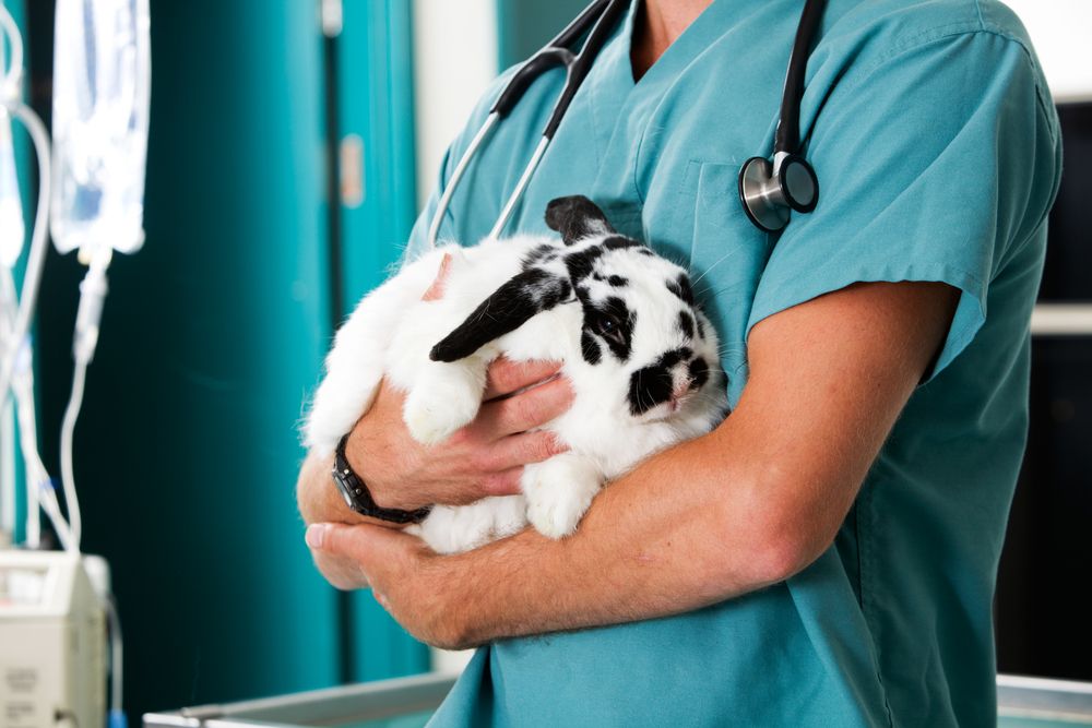Common Health Issues in Rabbits and How to Prevent Them