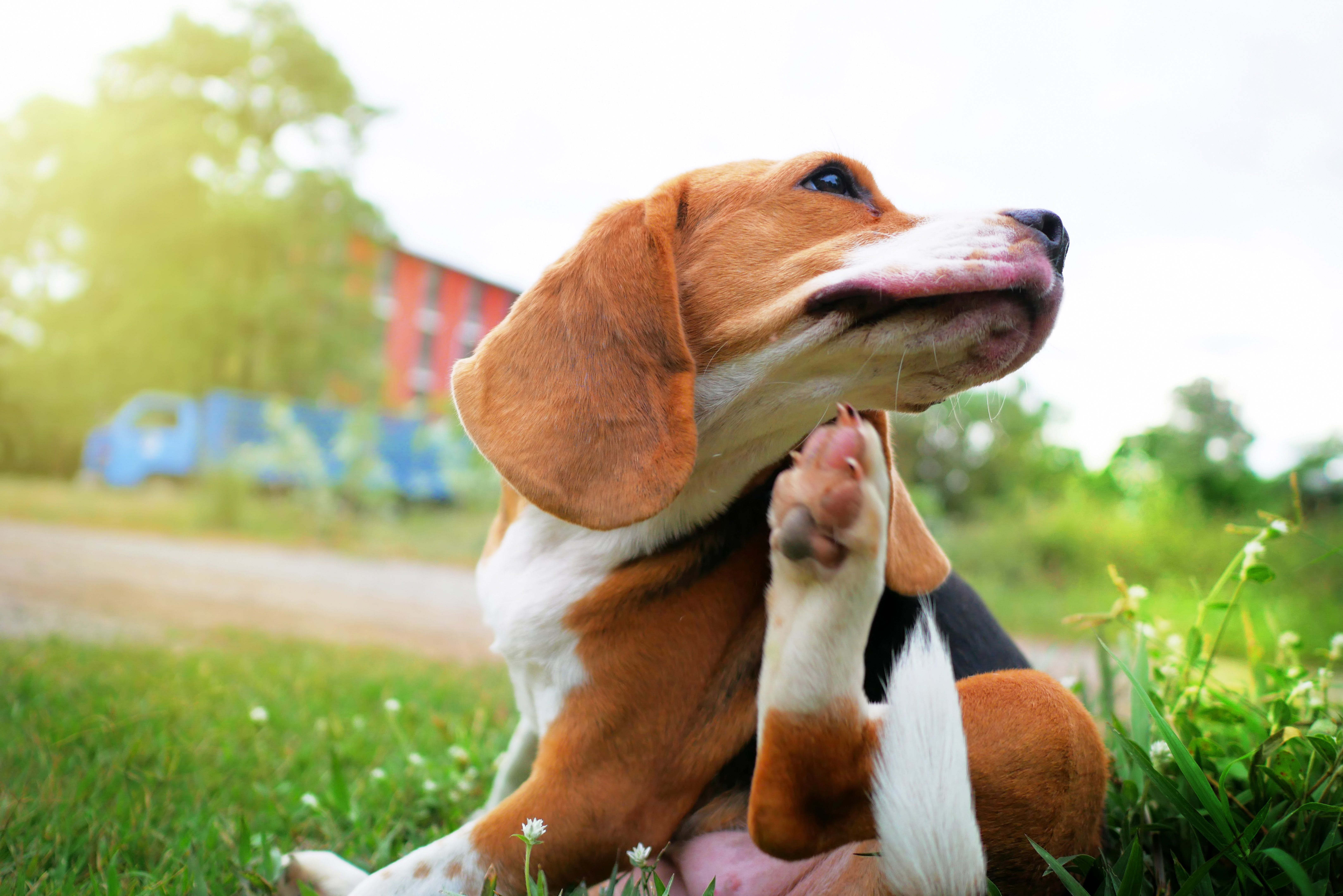5 Tips to Prevent Parasites and Heartworms in Pets