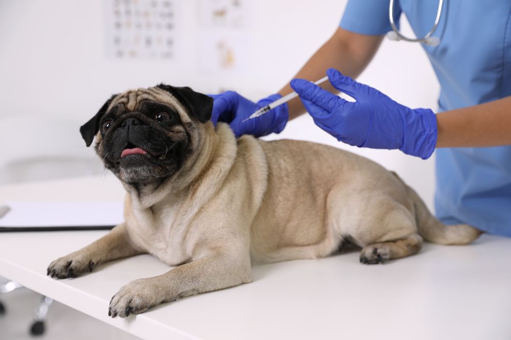 Core Vaccination Guidelines for Dogs and Cats