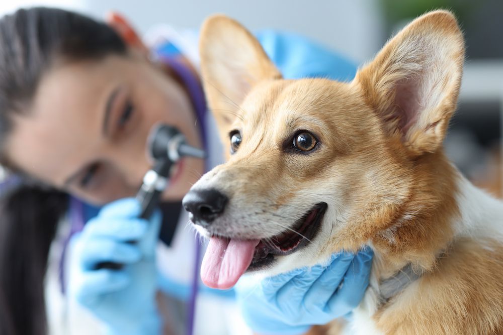 How Often Should I Take My Pet to the Vet?