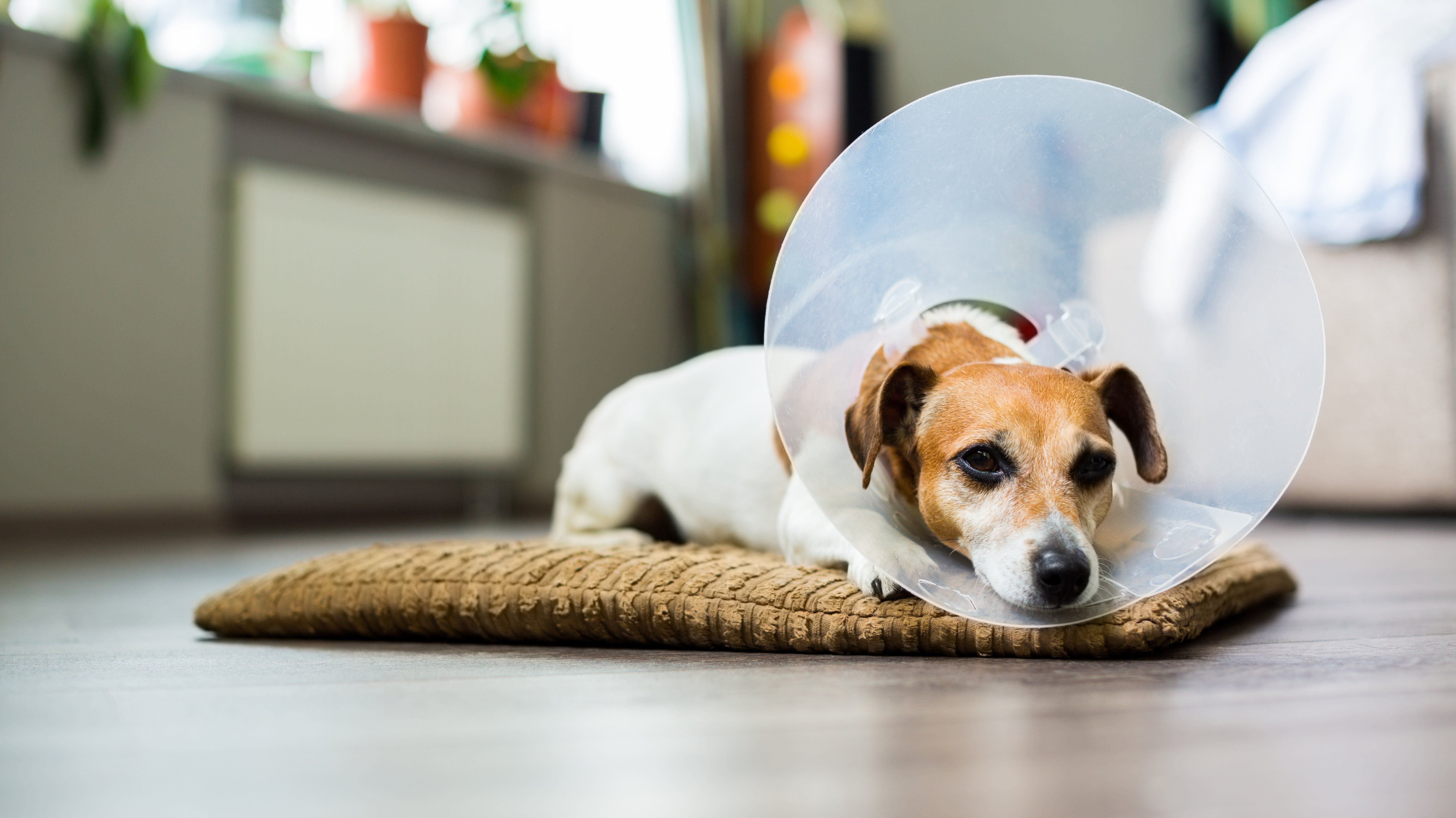 How to Care for Your Pet After Spay or Neuter Surgery 
