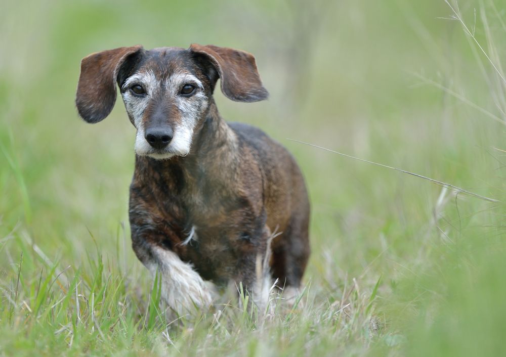 Vaccinating Senior Dogs: A Guide to What Shots Are Necessary and When