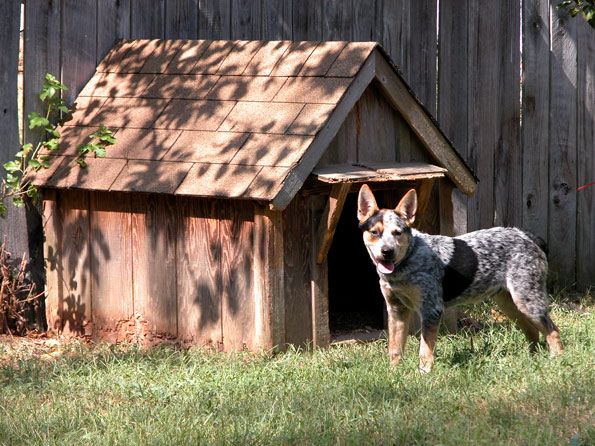 dog and his house