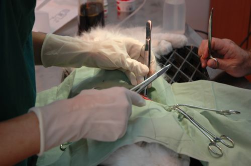 pet surgery