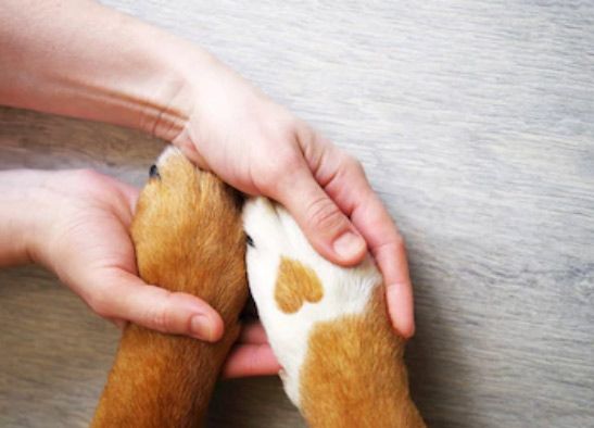 paw