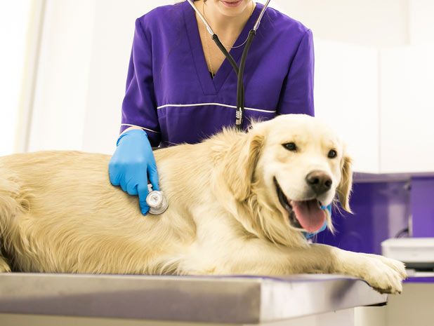 dog in a veterinary clinic