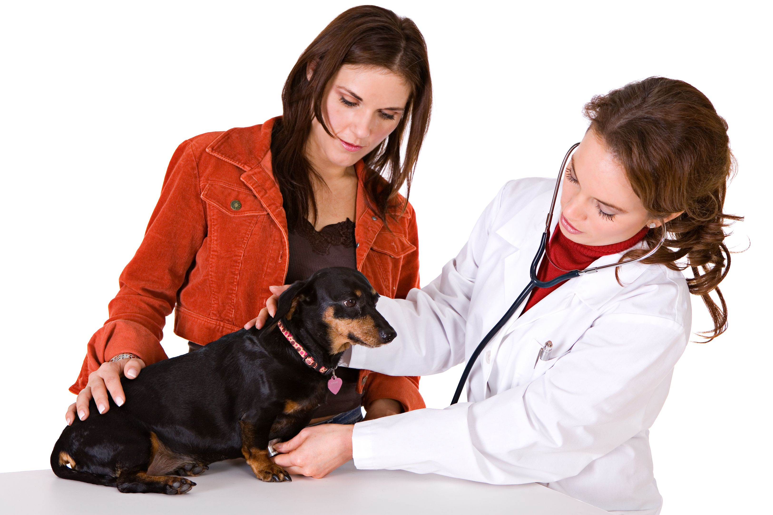 veterinarian with pet owner