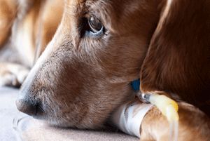 dog undergoing blood transfusion in Nashville