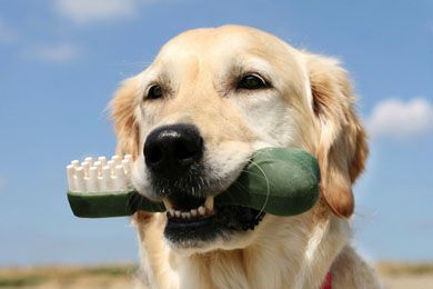 Dental Care In Gainesville Fl By Shores Animal Hospital