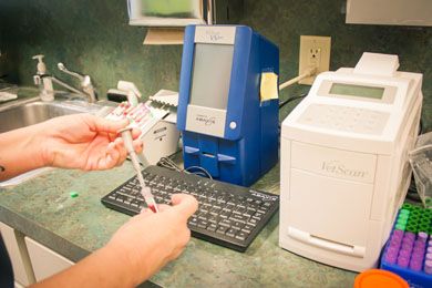 Vet performing Electrocardiography