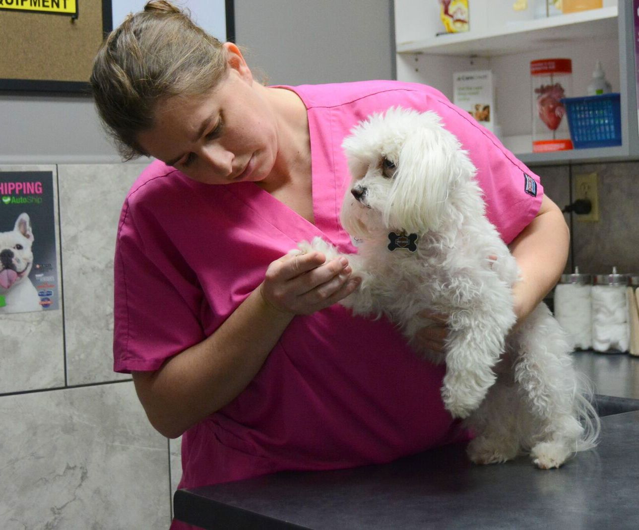 Pet Wellness Clinic Jackson Tn / Dr Melissa Jackson Beachwood Animal