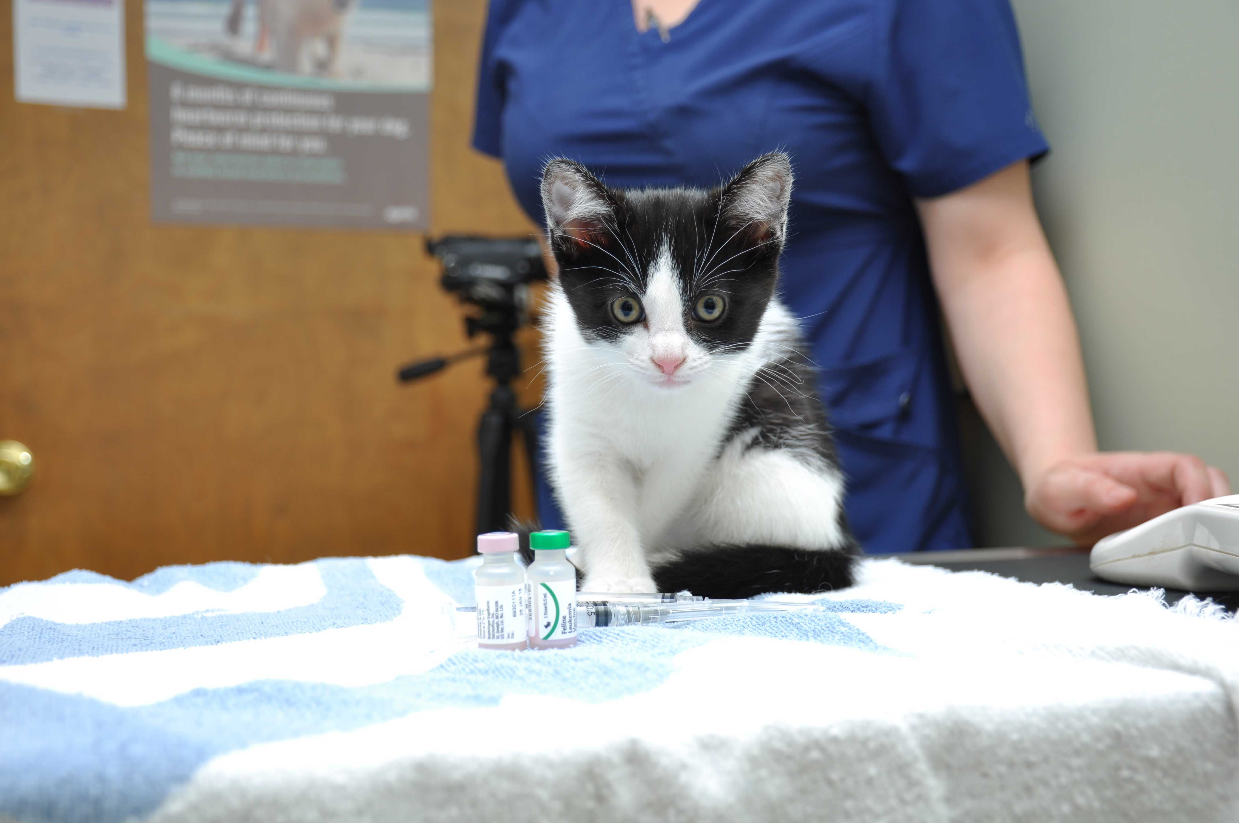 feline bordetella vaccine