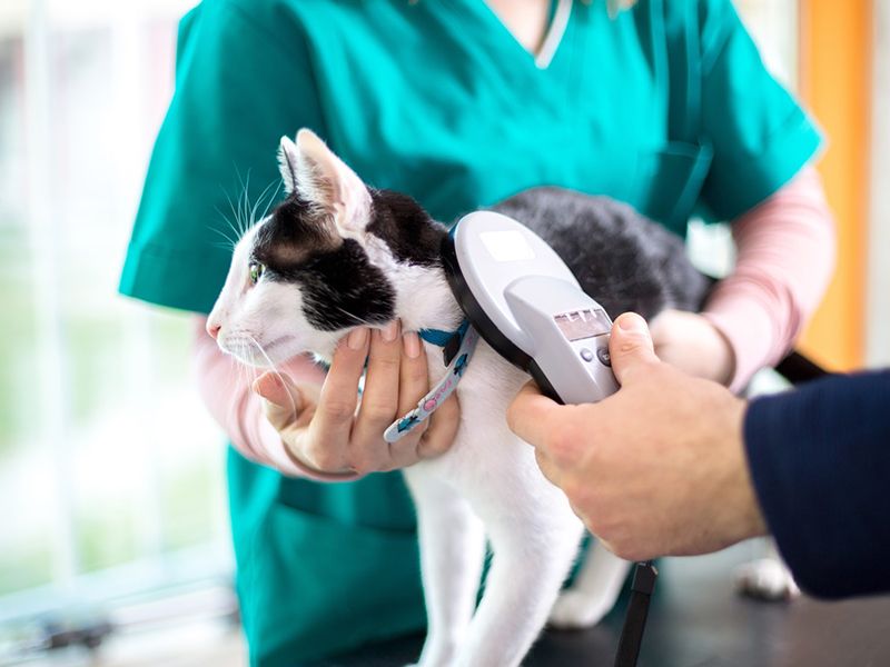 Pet Microchipping in Port Charlotte FL by Charlotte Animal Hospital