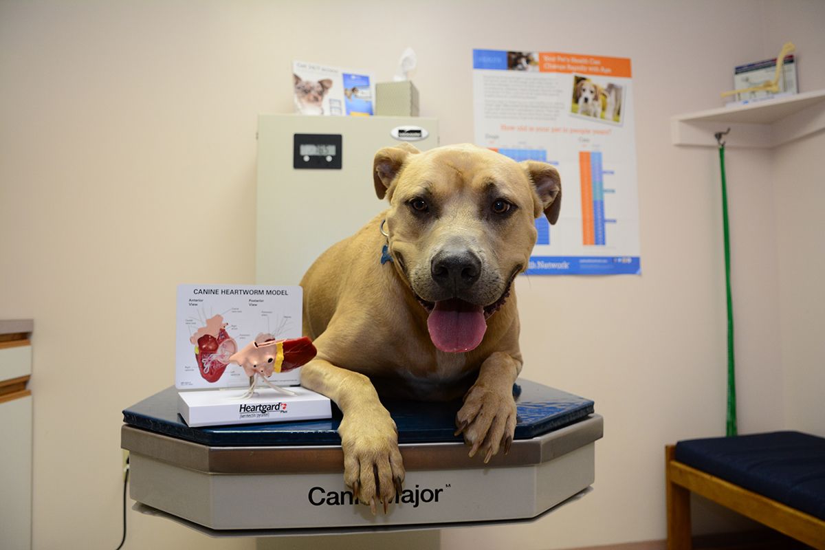 Pet Health Care Offers Jacksonville FL Special Offers and Discounts
