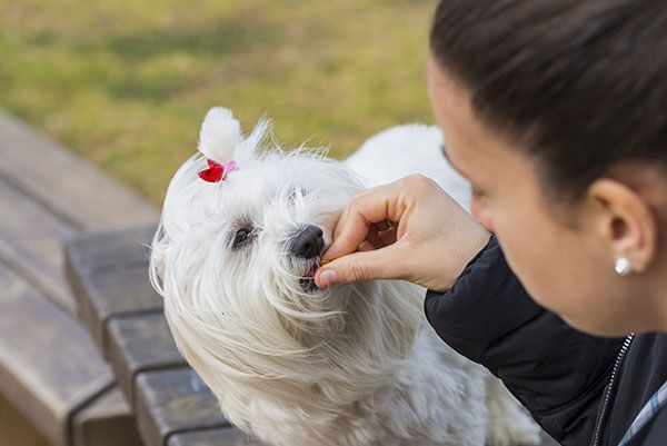 pet parent feeding the dog