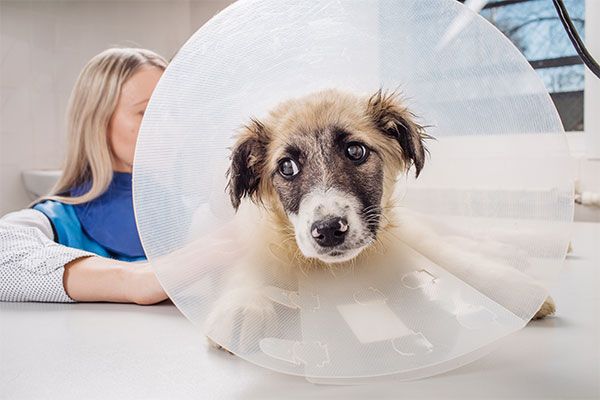 dog with elizabeth collar