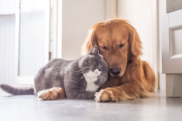 pets lying down