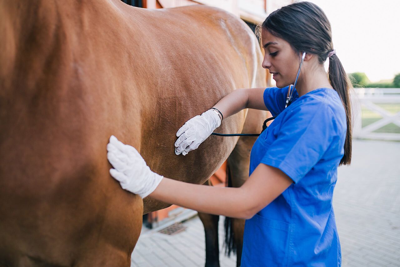 Veterinarian
