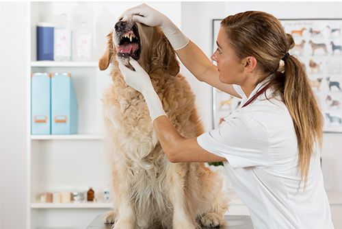 Dentistry