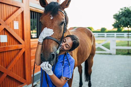 Equine