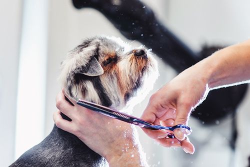 Grooming