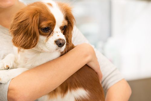 Infectious Disease Treatment