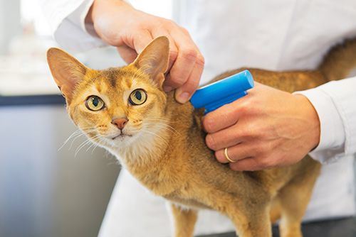 Microchipping & Identification