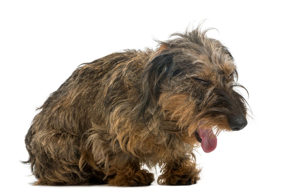 Recognizing Signs of Respiratory Distress in Pets: When Breathing Trouble Requires Emergency Care
