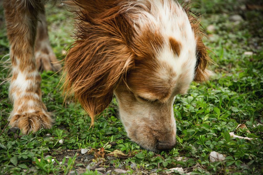 Recognizing Summer Toxins and Gastrointestinal Emergencies