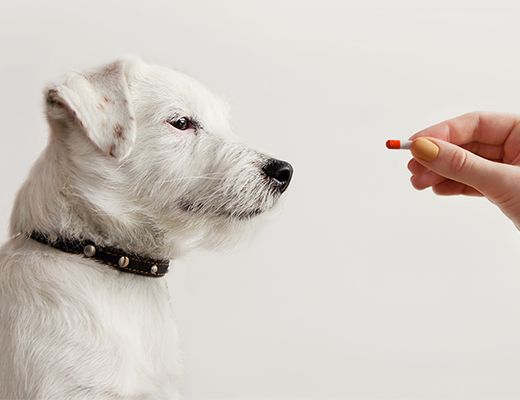 pet medications