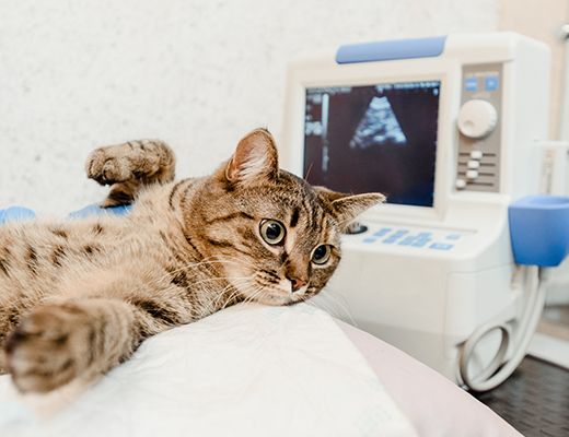 veterinary ultrasound