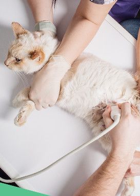 ultrasound cat