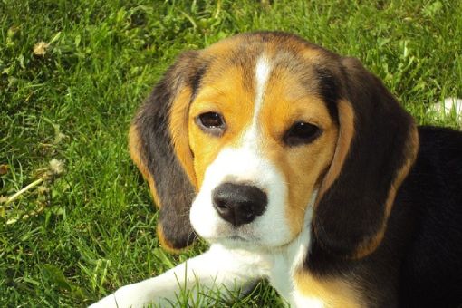 Beagle