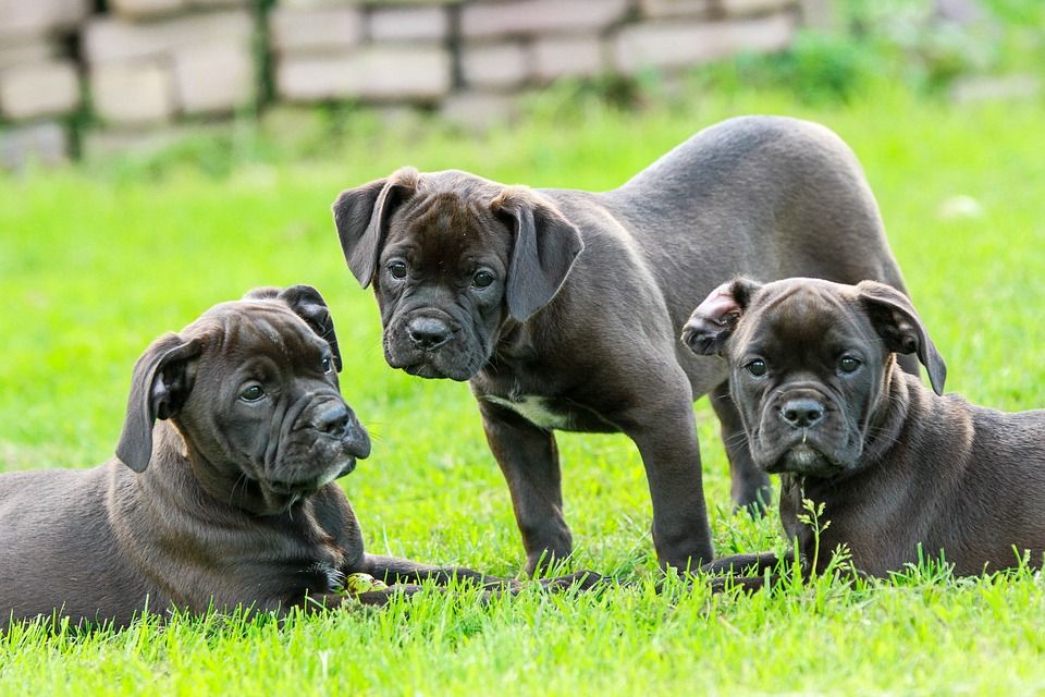 dogs