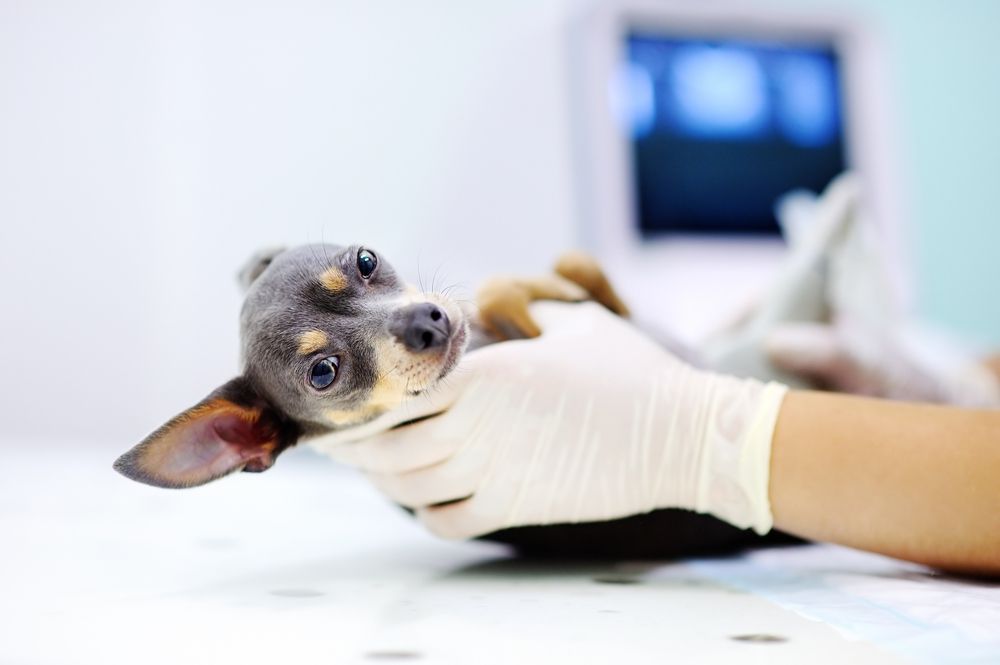 dog getting injection