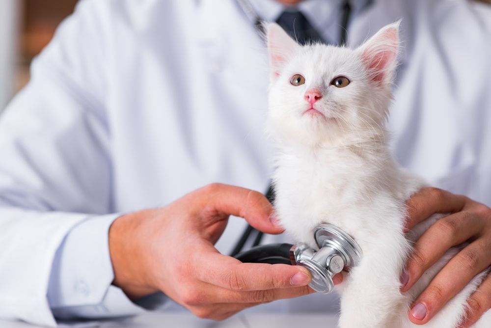 dog getting injection