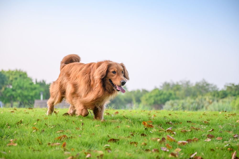 senior pet health