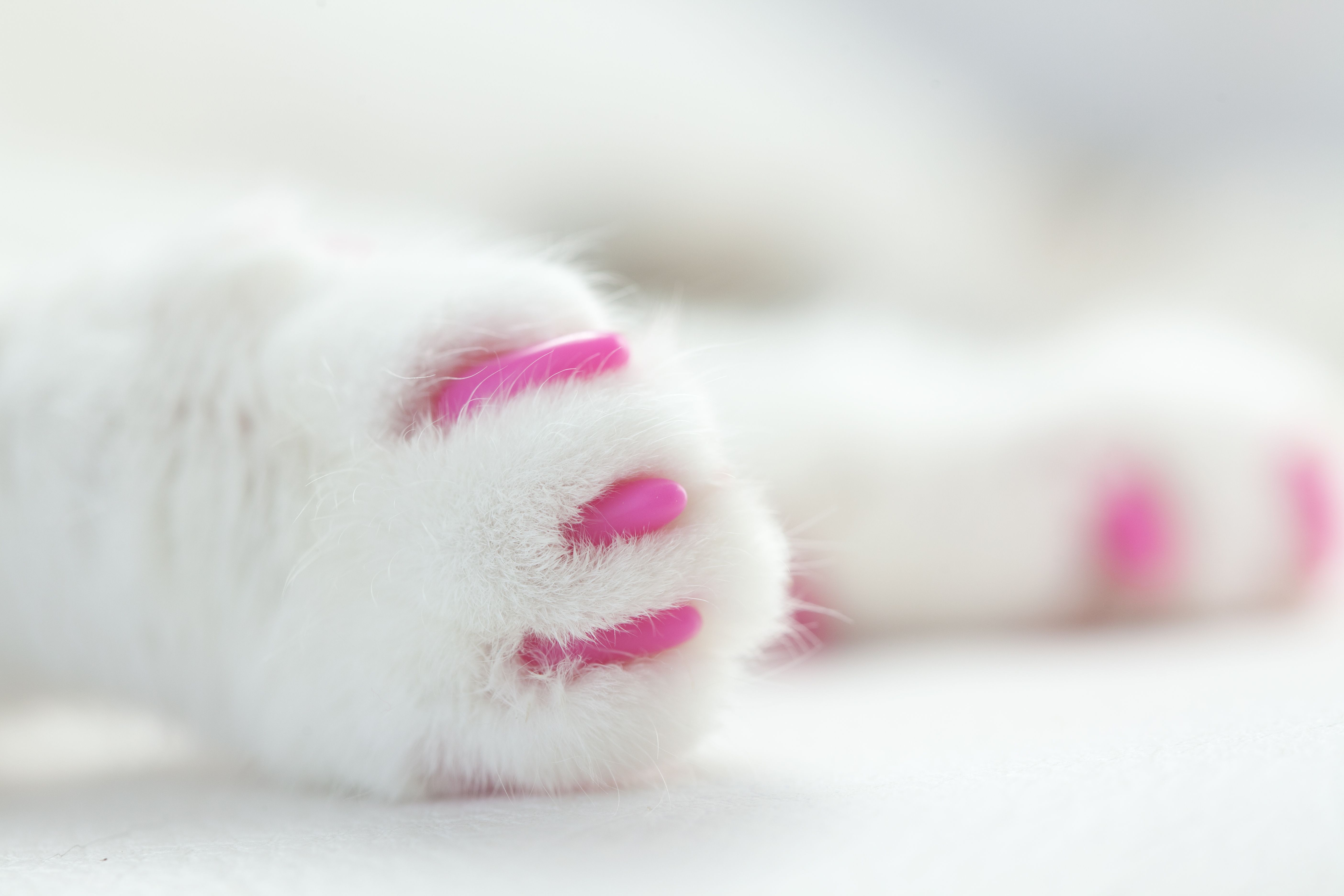 declawed cat