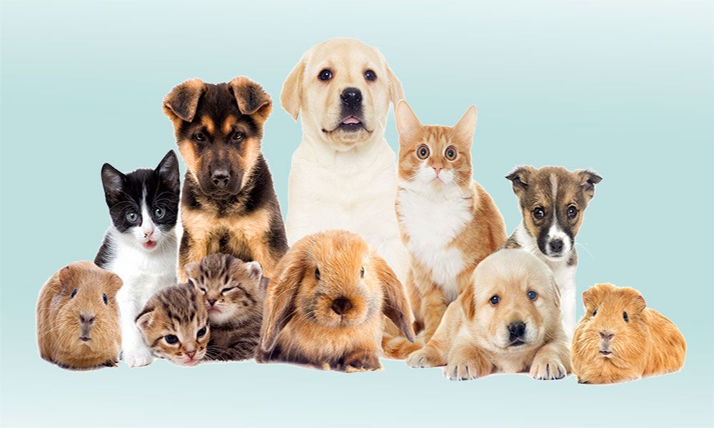pets