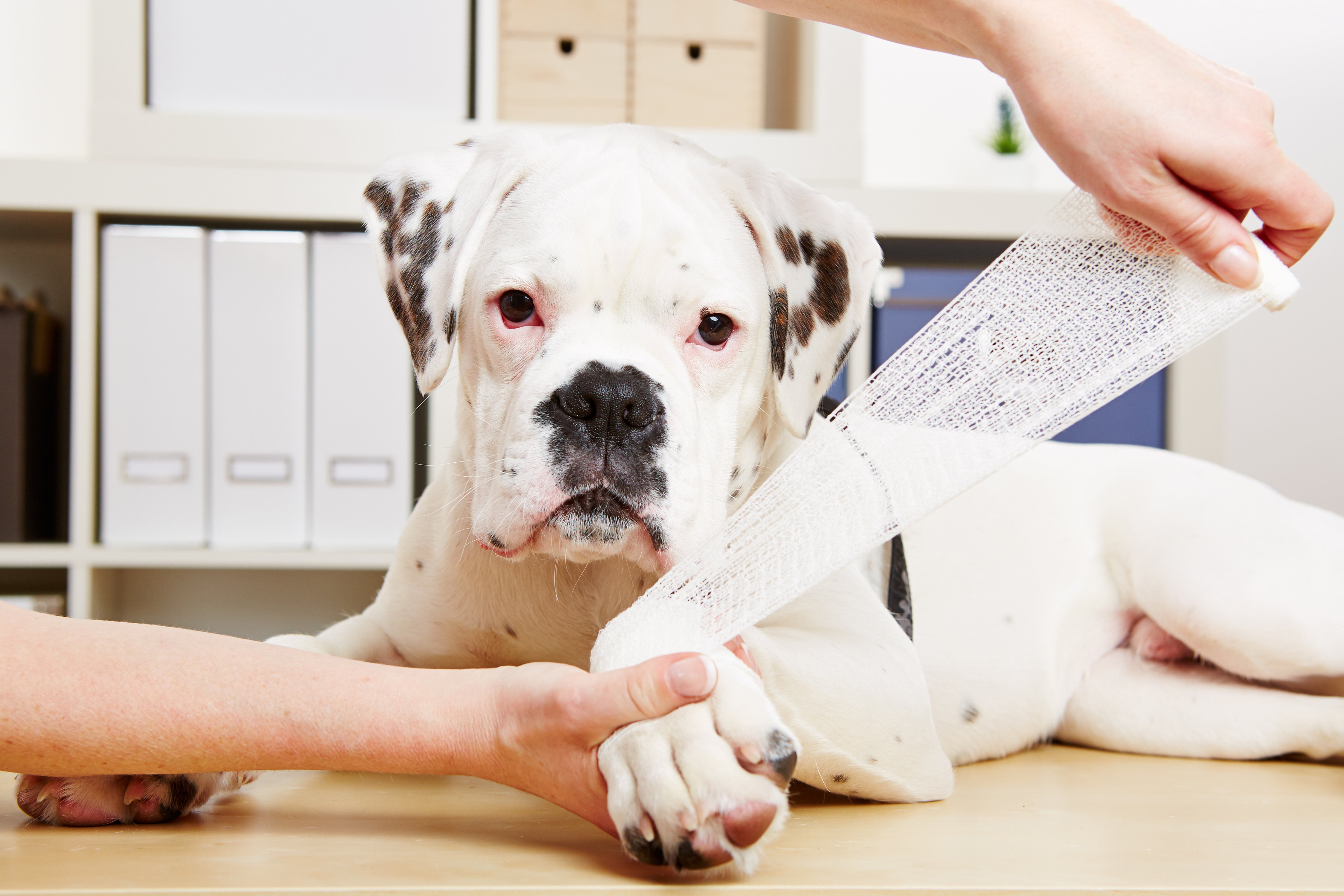 What to do if you find an injured pet