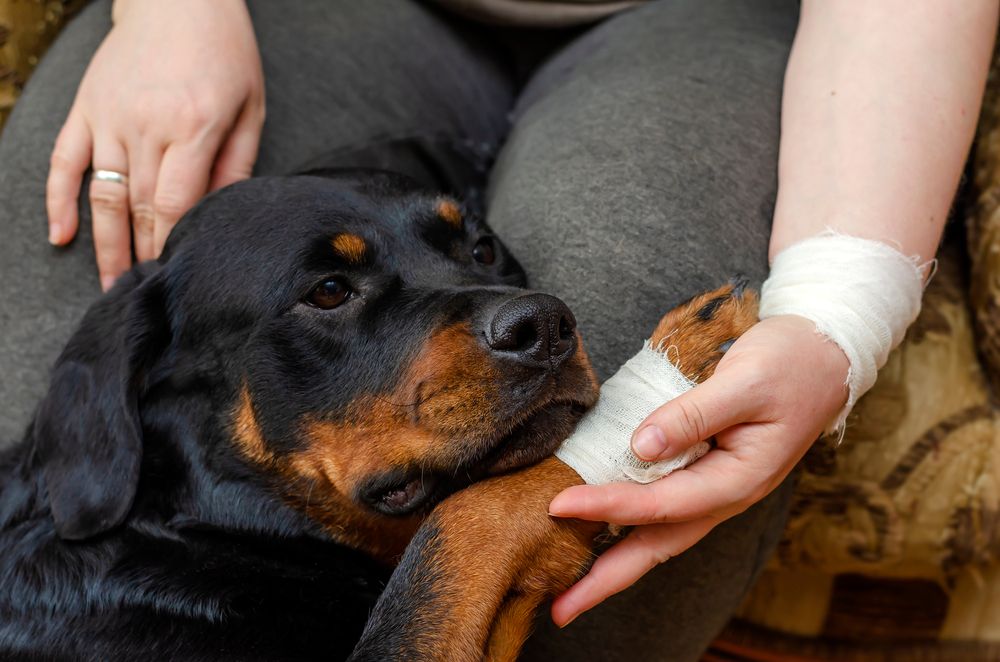 Treatment and Recovery for Pets Injured in Car Accidents