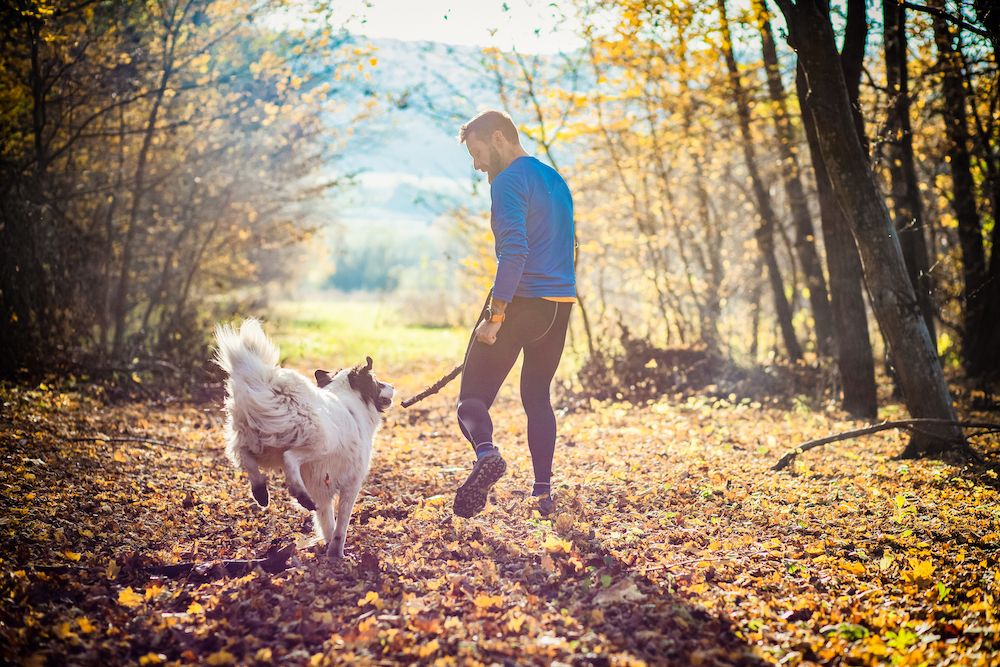 What Are the Most Common Summer Dangers for Pets?