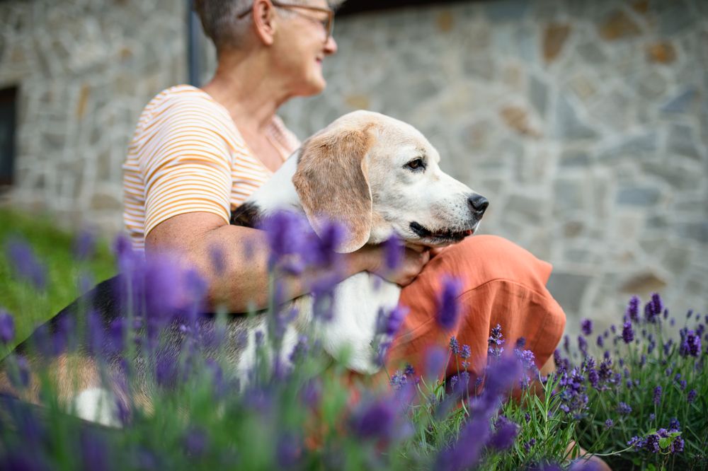 Caring for Your Senior Pet: A Comprehensive Guide