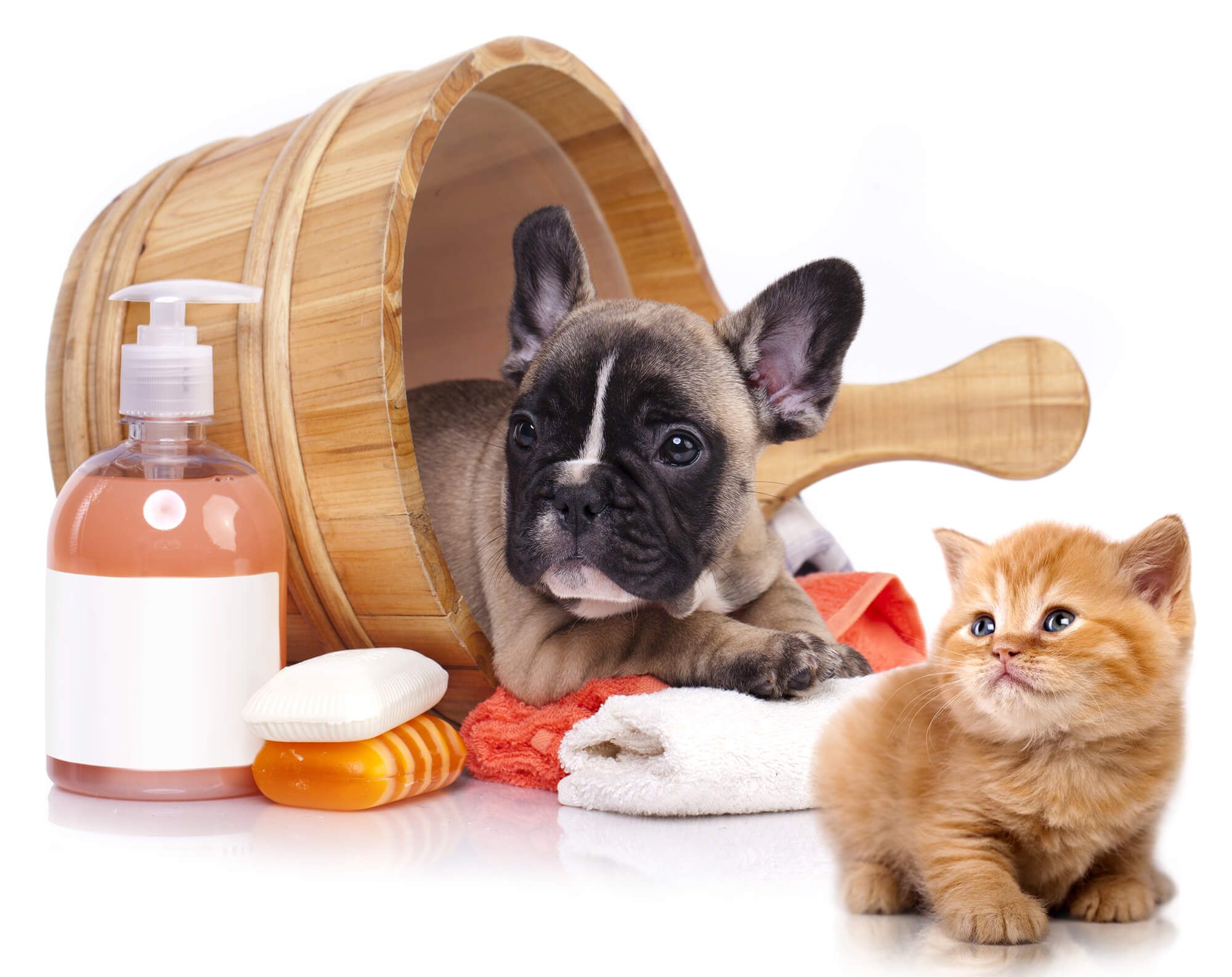 Dog and Cat Grooming