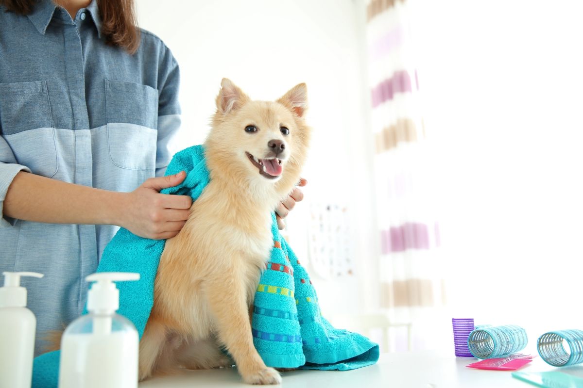 Dog after bath